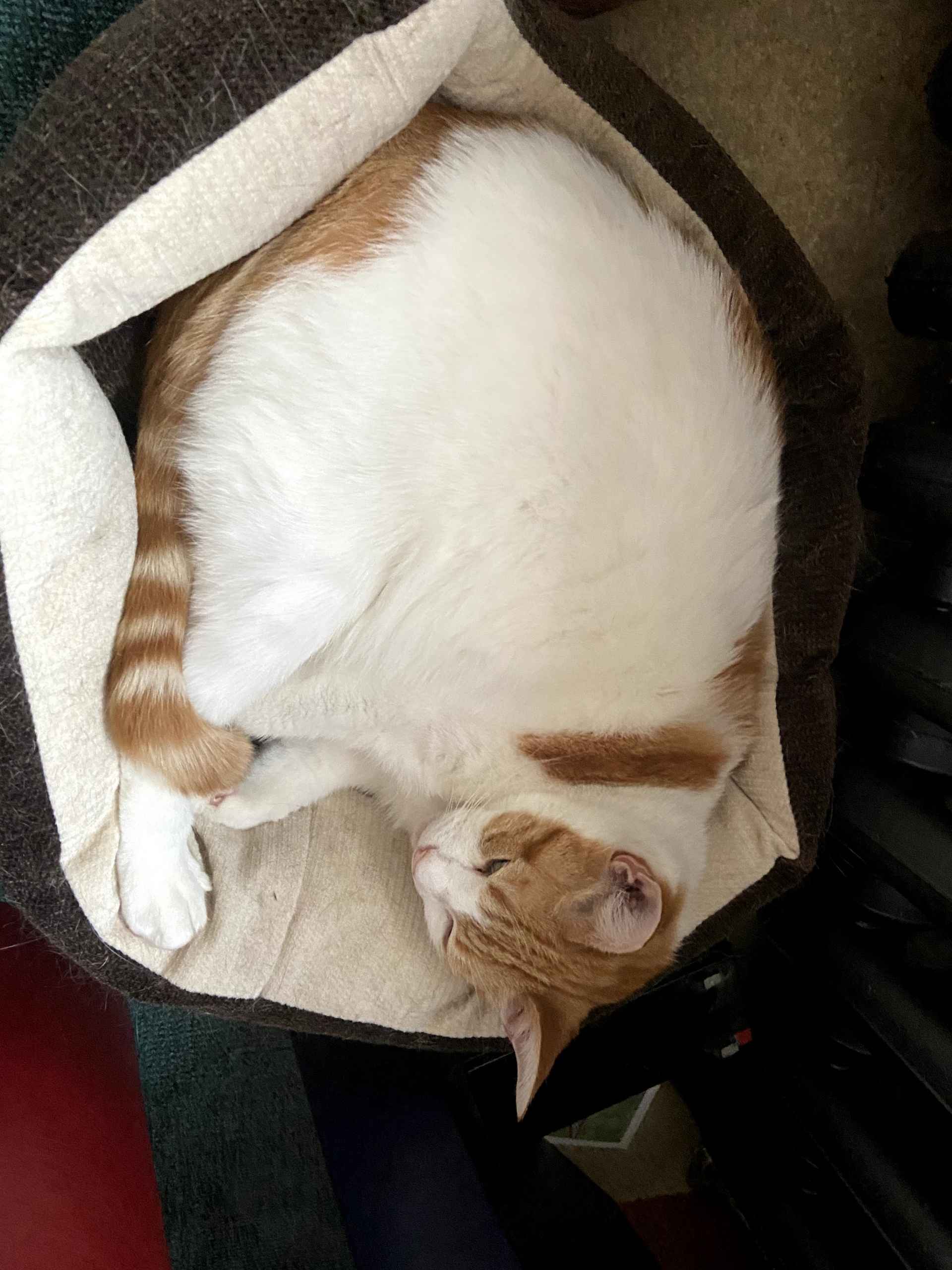 A ginger cat curled up asleep in a cream blanket on the sofa